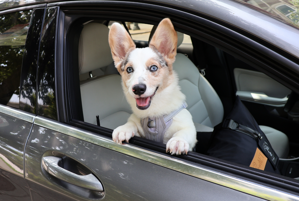 How to Relieve Car Sickness in Dogs The Pawket